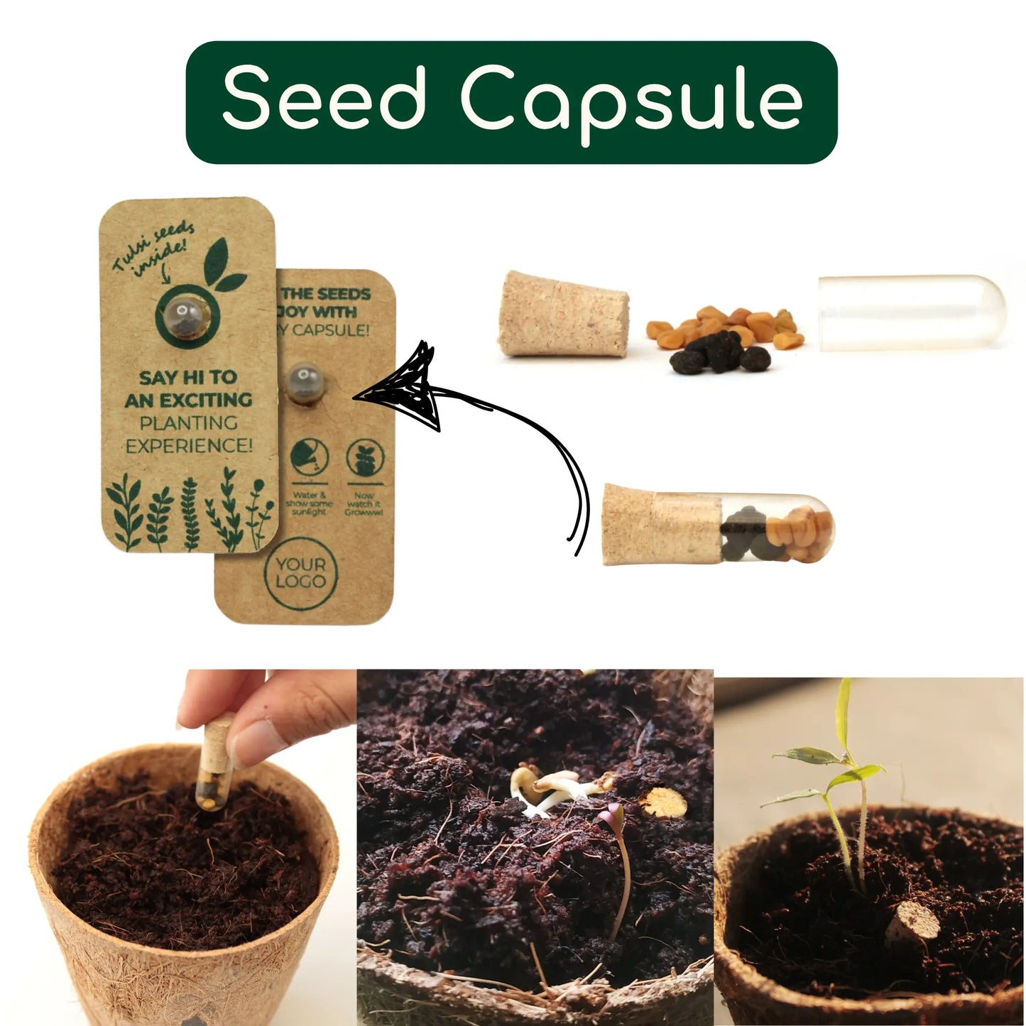 Seed Capsule In Flap